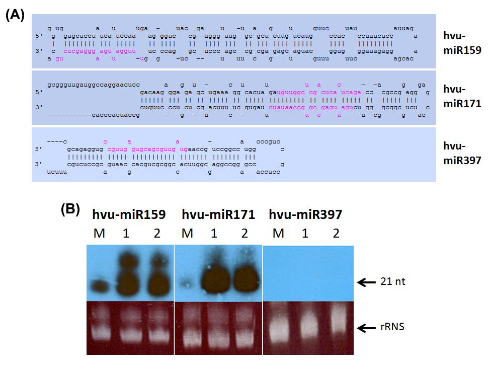 10. ábra: (A) Az izolált árpa prekurzorok másodlagos RNS szerkezete (forrás: mirbase.