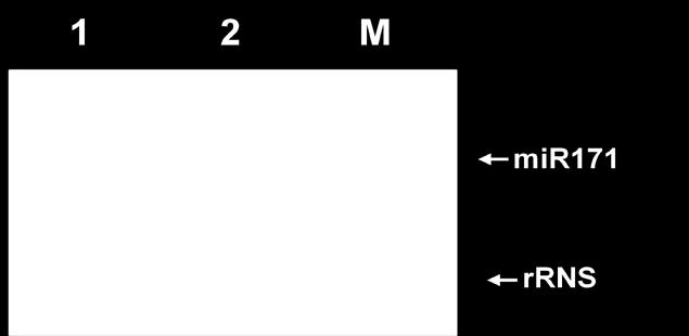 1.4 A mesterséges mirns-ek (amirns) létrehozása A korábban jellemzett feltételek alapján a referencia genomként használt WDV-h07- es törzs replikáz génjéről összesen 136 db potenciális célszekvenciát