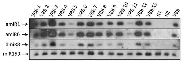 17. ábra: VB8-as vonal utódgenerációjánál végzett kis RNS northern hibridizáció eredménye. VB8.1-.