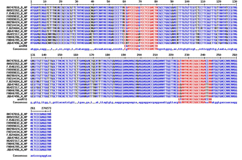 B. Movement protein gén (MP) összehasonlítás 5. sz.