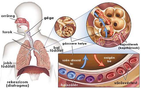 TÜDŐHÓLYAGOCSKA Diffúziós