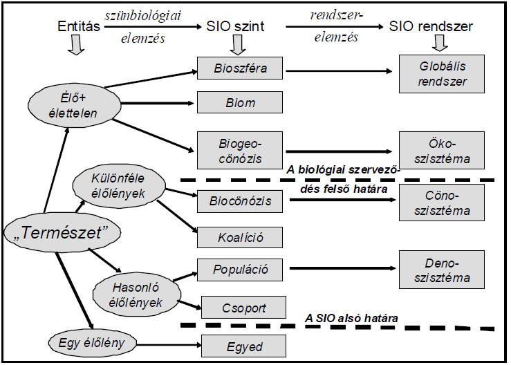 Ökológia vizsgálati szintjei Bioszféra Biom