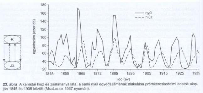 Lotka-Volterra ragadozó-zsákmány egyenletek Ragadozó: dn1 ----- = (B1*N2-D1)*N1 dt Zsákmány: dn2 ----- = (B2-D2*N1)*N2 dt A kanadai hiúz és sarki nyúl