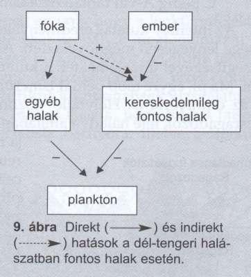 Trofikus kaszkád probléma a beavatkozások következményeinek megismerésében Halászat fókák fókák megtizedelése Namíbia menti partoknál (Benguela-öböl) hatás