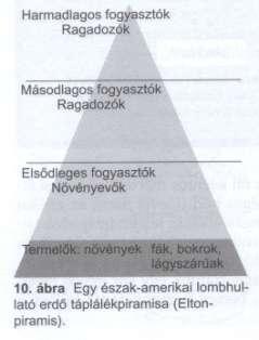 Táplálékhálózat stabilitás Producensek, konzumensek(rekuperálók), lebontók (reducensek, dekomponálók) Tápláléklánc alaptípus: - Herbivora - Parazita - Szaprofita A szintek száma a korábban