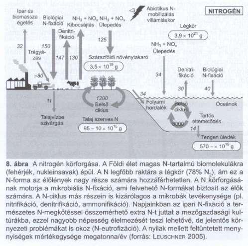 Nitrogén Biogeokémiai ciklusok A ciklus fő természetes mozgatója a mikrobiális