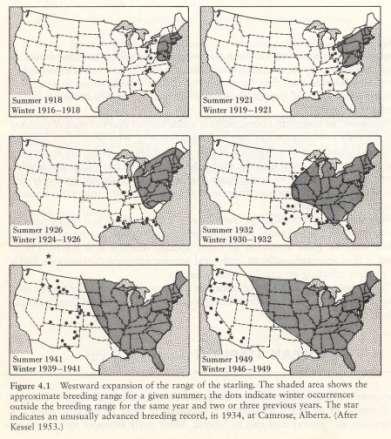 A biogeográfia területe Diszperzió Seregély É-amerikai betelepítése 1850-1889 között több helyszínen, de sikertelen 1918-ban New Yorkban