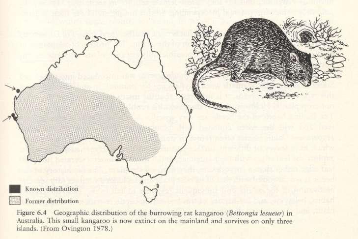 Más élőlényekkel való kapcsolat szerepe Ausztrál