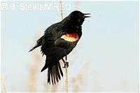Blackbird (piros szárnyú,