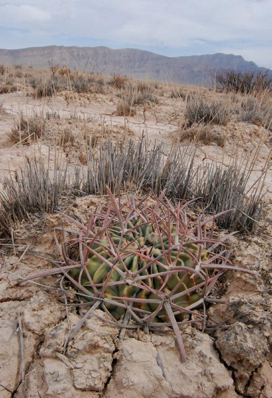 Echinocactus texensis Quatrocinegas, Coahuila Fotó: