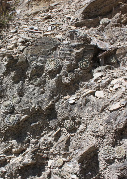 Strombocactus disciformis Vizarrón de Montes, Querétaro (1860 m