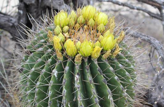 Kaktuszkalendárium *** Szeptember Még nyílnak a völgyben a kerti virágok az év 9. havában és néhány kaktuszfaj is virágzik, de lassan készülhetünk pozsgásaink téli elszállásolására.