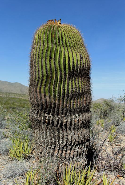 2 m magas Echinocactus platyacanthus San Miguel,