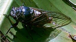 Kabóca (Cicada orni) Félfedelesszárnyú, kifejlett kabóca Rossz vedlés esetén lehet bicebóca Szúrása mannát ér, ami nem szamóca Elfogyasztásához még sem kell szakóca A hím kilencedik potrohrész kanóca