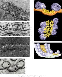 Dopamin: Szerotonin: Noradrenalin: -basalis ganglionok mozgásszabályozás (nigrostriatalis) - limbikus rendszer motiváció, jutalmazás (mesolimbikus)