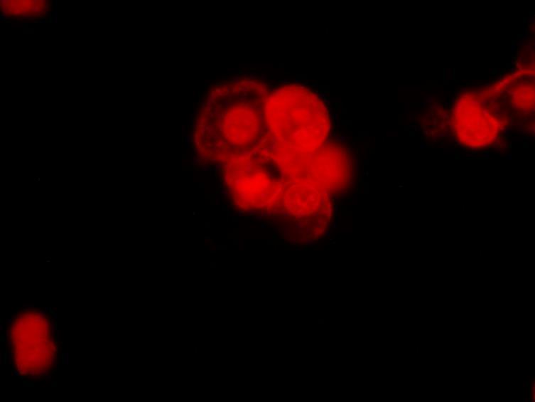 leghatékonyabbnak bizonyuló konjugátum) A fluoreszcens mikroszkóp felvételek (13.