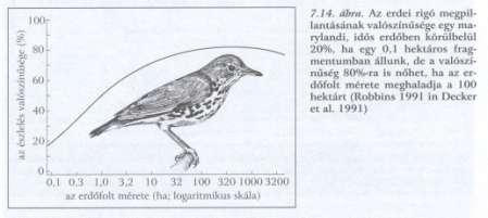 Tűzveszély 