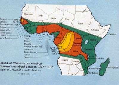 kasszava-lisztbogár Kasszava (manióka) gyökér Betelepítették Afrikába 200 millió ember