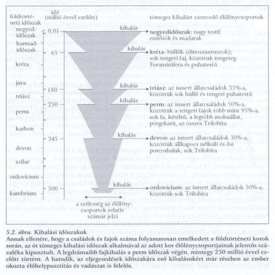 Kihalás sebessége a földtörténeti múltban Természetes kihalások: 5 alkalommal átlagosan 27 millió évig tartó Ordovicium 50% Devon 30% Perm (250 millió évvel ezelőtt) 95% a tengeri fajoknak