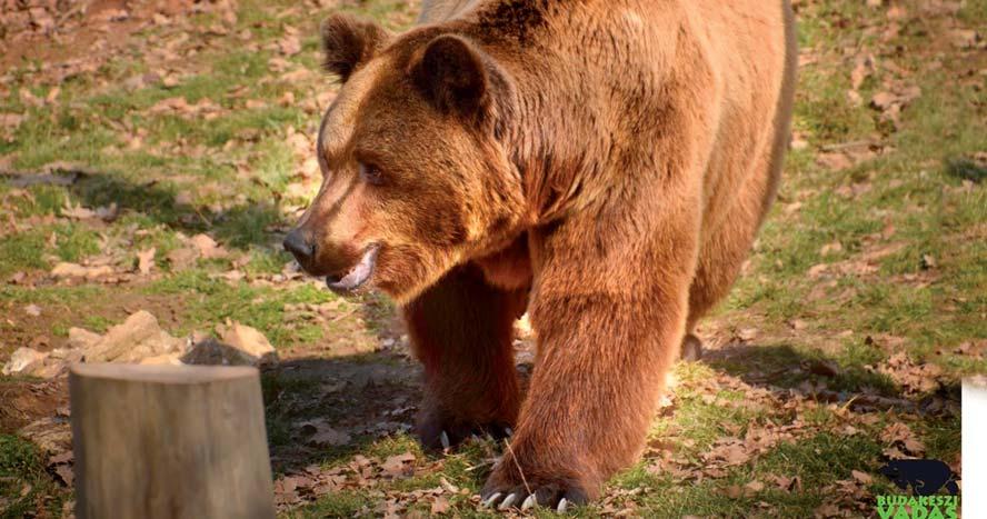 A két mackó a Veresegyházi Medveotthonból utazott az intézménnyel régi szakmai kapcsolatot ápoló Budakeszi Vadasparkba, miután Móric magára maradt partnere, Vackor barnamedve szomorú, idő előtti