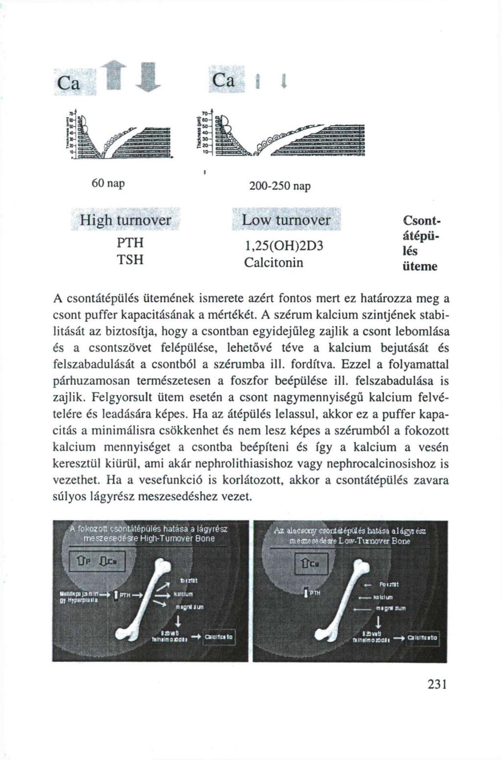 Ca Ca 60 nap High turnover PTH TSH 200-250 nap Low turnover Csontátépülés üteme l,25(oh)2d3 Calcitonin A csontátépülés ütemének ismerete azért fontos mert ez határozza meg a csont puffer