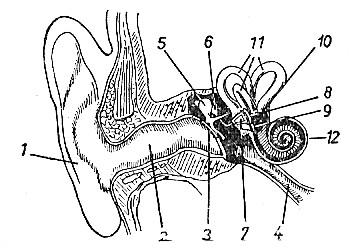 1 ábra Az emberi hallószerv Dobhártya (ang. Eardrum) érzékeny membrán, kb 55 mm2, a légnyomás ingadozásait továbbítja a hallócsontokhoz.