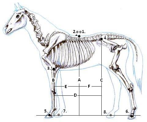 ANYAG ÉS MÓDSZER 1. Lovak: 14 hippoterápiás ló, átlag 12 évesek (9-19 év) 2. Markerek: 8 db passzív 2 cm átmérőjű hungarocell golyó Markerpontok és felvett testméretek a lovon: 1.