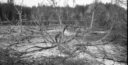 FENYÕSI LÁSZLÓ Egy tûzeset következményei és tanulságai 2000. augusztusában a Duna-Dráva Nemzeti Park részét képezõ Barcsi Borókás darányi parkerdejének jelentõs része leégett.