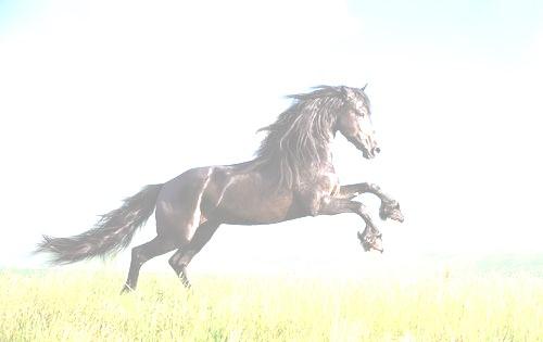 Csodálatos természet A lovak lába A LÓ akár 50 kilométer per órás sebességgel is képes vágtázni. Ez jelentős izommunkával jár, mégis viszonylag kis energiaráfordítással valósítja meg. Mi a titka?