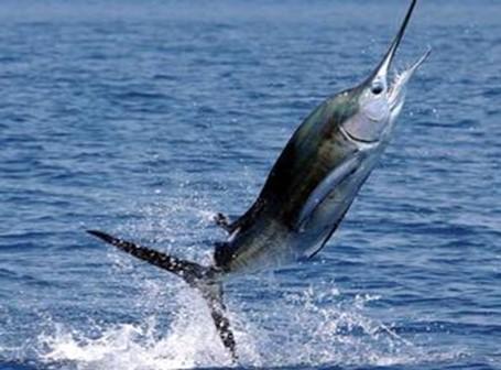 A leggyorsabb hal ÁLLATI LEGEK A fekete nyársorrú hal gyorsasága eléri a 130 km/órát. A hossza általában 5 méter.