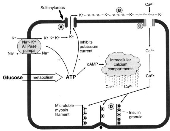 rális antidiabetikumok Inzulinotrop vegyületek: Szulfonil-karbamidok ATP-függő K + -csatorna gátlás