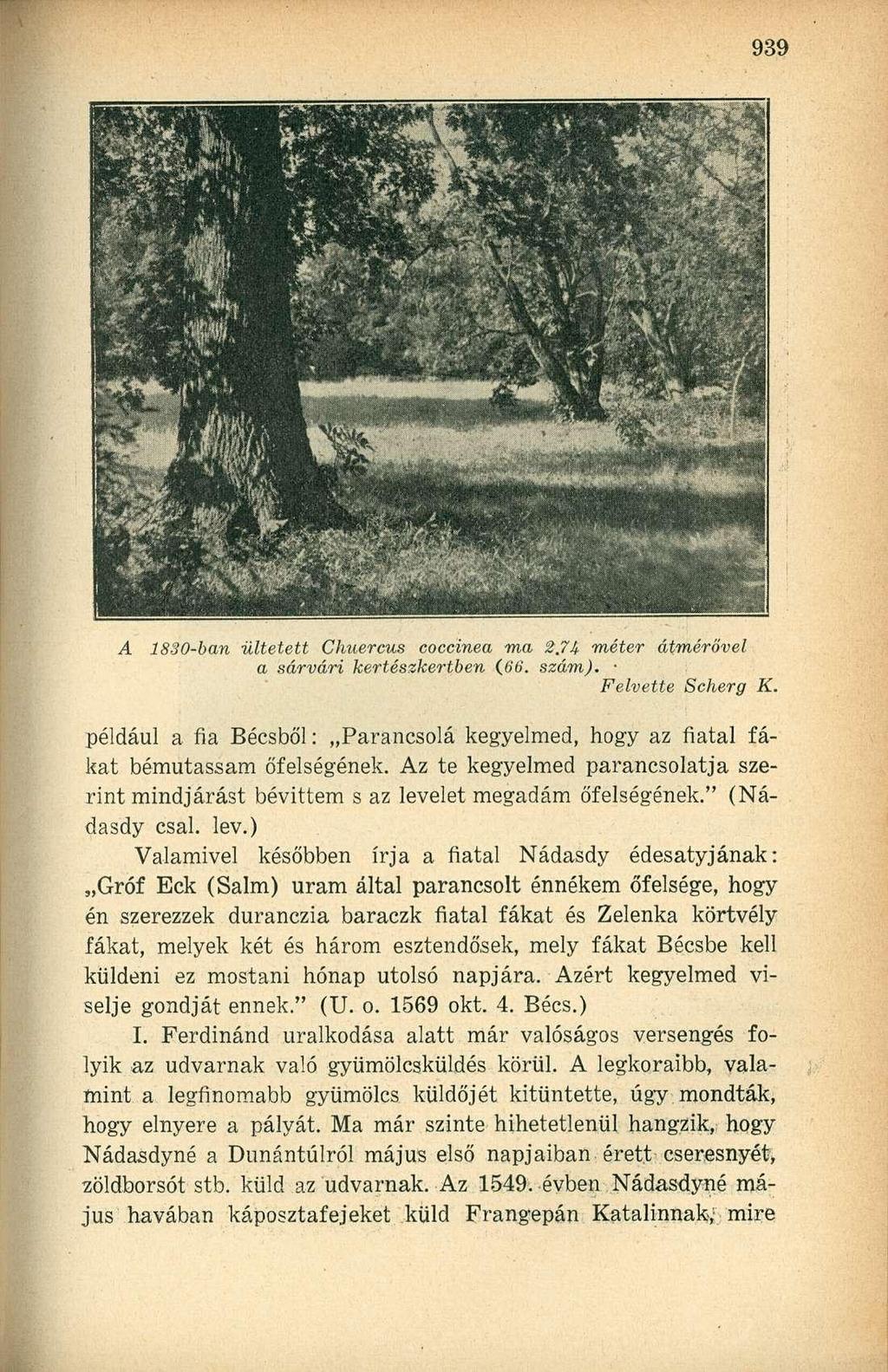 A 1830-ban ültetett Chuercus coccinea ma 2.74 méter átmérővel a sárvári kertészkertben (66. szám). Felvette Scherg K.