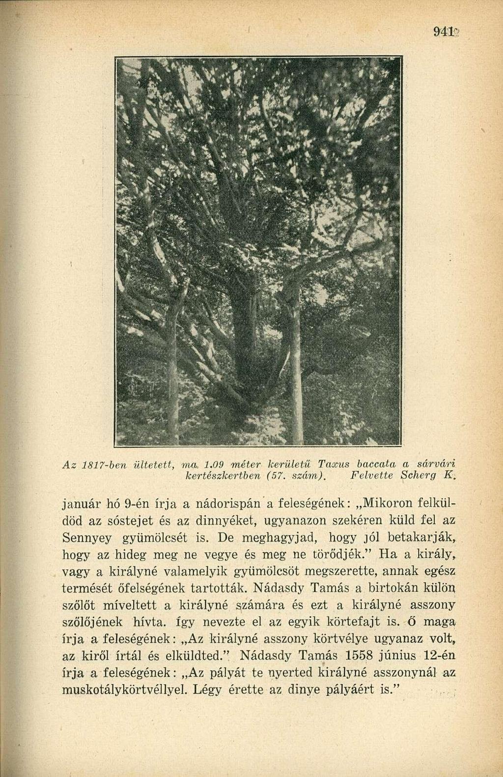 Az 1817-ben ültetett, ma. 1.09 méter kerületű Taxus baccata a sárvári kertészkertben (57. szám). Felvette Scherg K.