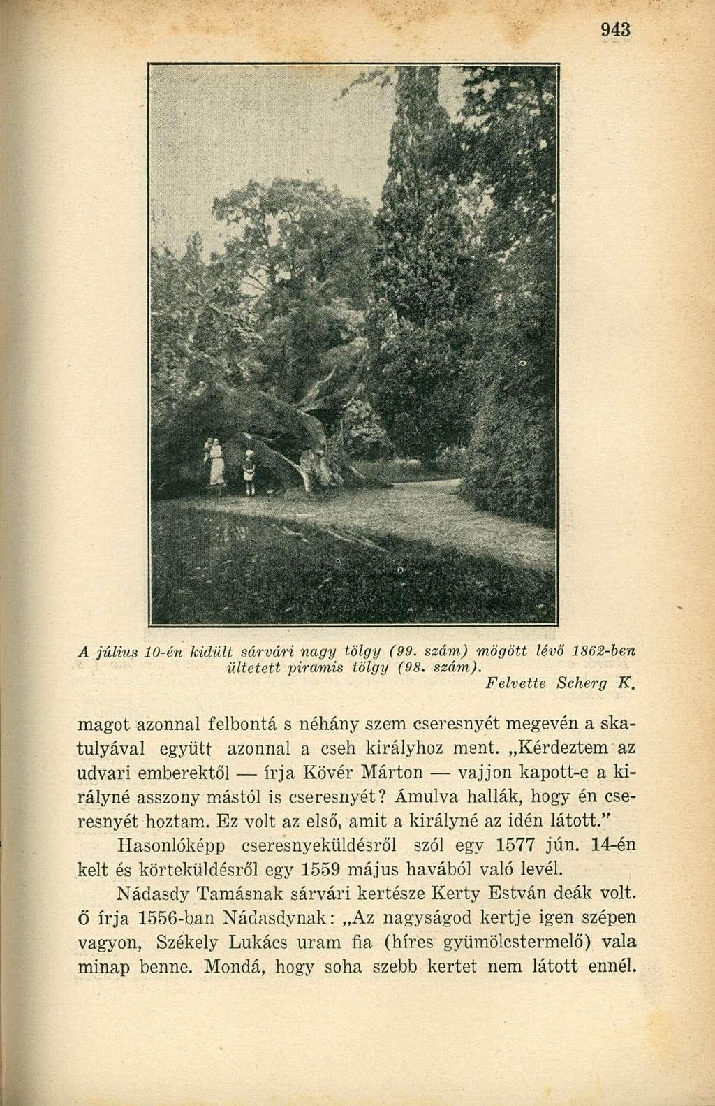 A július 10-én kidűlt sárvári nagy tölgy (99. szám) mögött lévő 1862-ben ültetett piramis tölgy (98. szám). Felvette Scherg K.