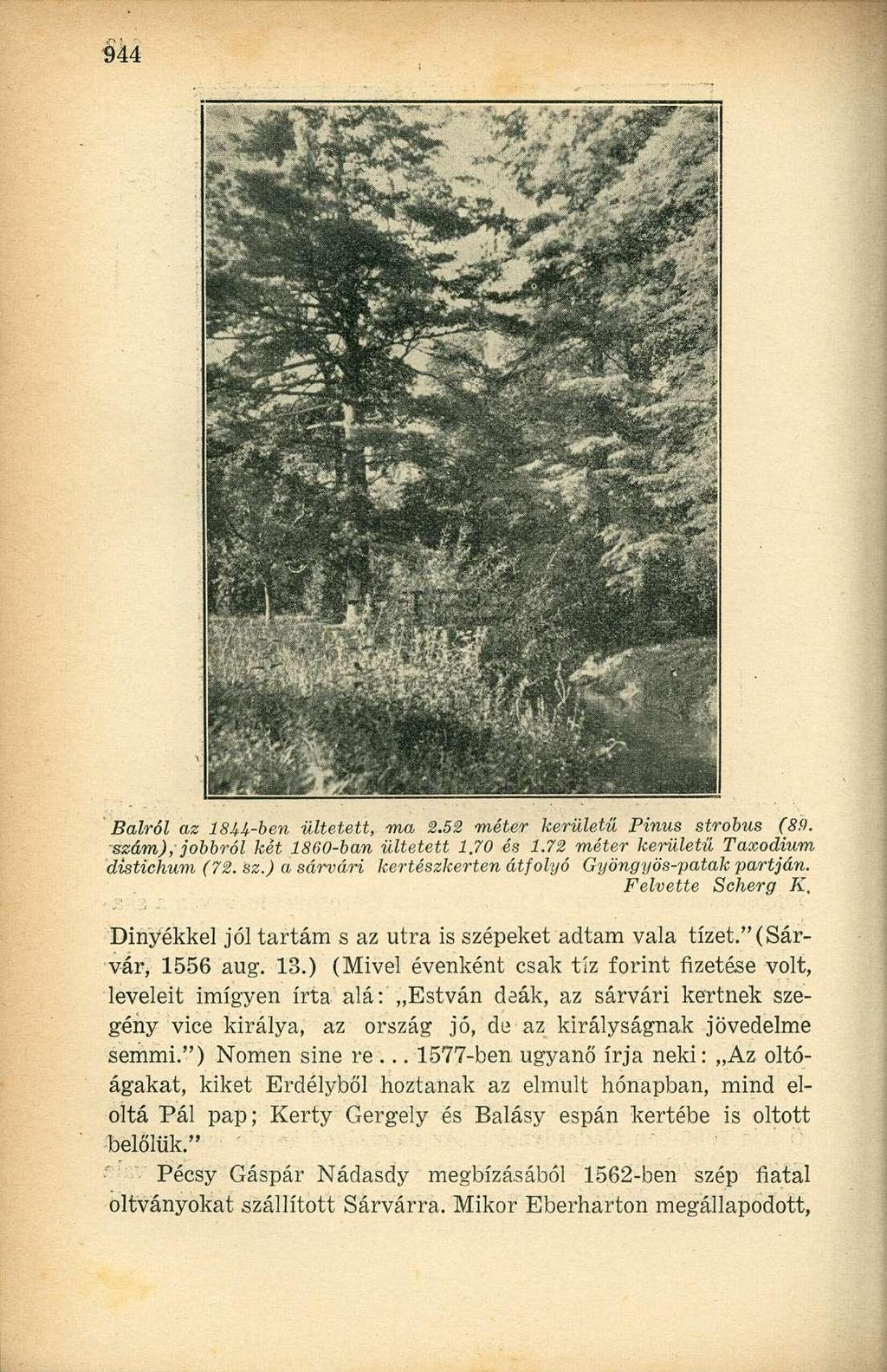 Balról az 18H-ben ültetett, ma 2.52 méter kerületű Pinus strobus (89. szám), jobbról két 1860-ban ültetett 1.70 és 1.72 méter kerületű Taxodium distichum (72. sz.) a sárvári kertészkerten átfolyó Gyöngyös-patak partján.