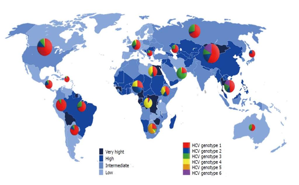 A HCV-fertőzés és HCV genotípusok előfordulási gyakorisága világszerte Krónikus fertőzés: 71