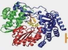 Direkt hatású antivirális szerek (DAA-k) 5 NTR Strukturális fehérjék Nem-strukturális fehérjék 3 NTR Capsid Burok