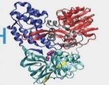 NS5A NS5B Proteázgátlók NS5A-gátlók Polimerázgátlók Paritaprevir (ABT-450) Telaprevir Boceprevir Simeprevir Faldaprevir