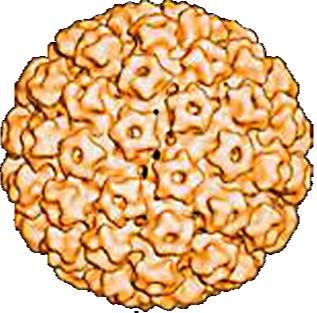 Human Papilloma Vírus (HPV) Kettős szálú, burok nélküli DNS vírus 1 >100 típust identifikáltak ~30 40 anogenitalis 2,3 ~15 20 onkogén HPV 16 és HPV 18, mely a méhnyakrákok többségének kialakulásáért