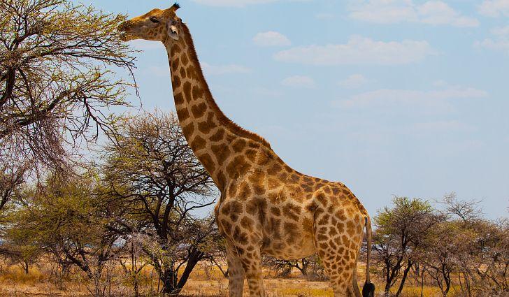 Miért hosszú a zsiráfok nyaka?