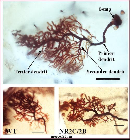 A transzgén állatok Purkinje sejteinek dendritikus arborizációjának fejletlenségét kollaborációban elvégzett in vitro vizsgálatok is alátámasztották. F.
