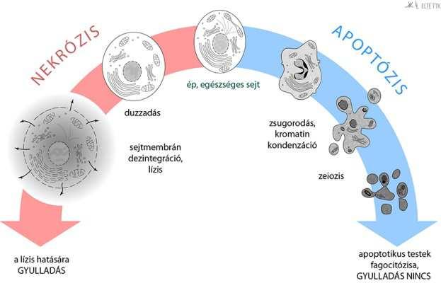 Az elöregedett sejtalkotók - mitokondrium, ER, Golgi - membránba burkolódznak, amely az ER-ból vagy a Golgi-ból származik. Az így létrejött képződmények az autofág vakuolumok.