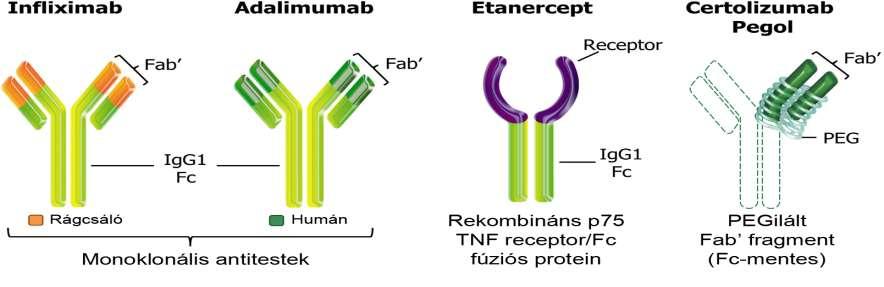 Anti-TNF szerek és terhesség Golimumab A placentán csak az IgG típusú immunglobulinok jutnak