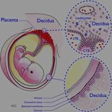 sejtek által rejtve él és fejlődik A trophoblast felszínén csak HLA C, E, F és G expresszálódik Az anyai lymphocyták