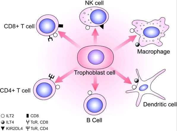 HLA-G HLA-Ib antigének csoportjába tartozik (HLA-F és E is) a non-villosus cytotrophoblast sejtek felszínén expresszálódik Alternatív splicing által keletkezik, eddig 7 transzkriptjét azonosították,