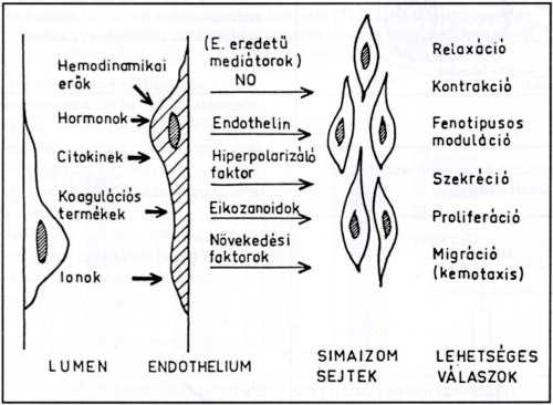 proliferáció, migráció). A véráramsebesség, s ezáltal a felszíni nyíróerı tartós változása magában az endothelium sejtben is sajátos adaptív mikromorfológiai változásokat eredményezhet.