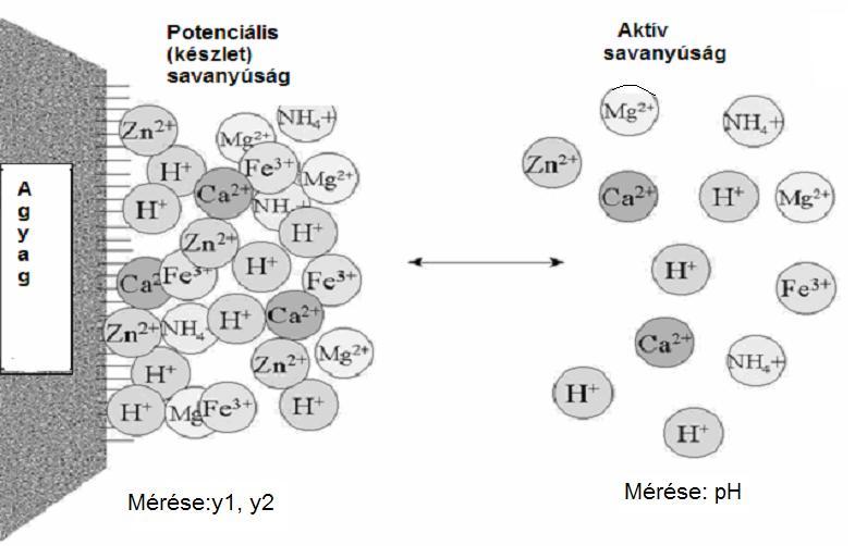 Savformák: A kolloidok felületéhez kötött potenciális savanyúság egy-egy