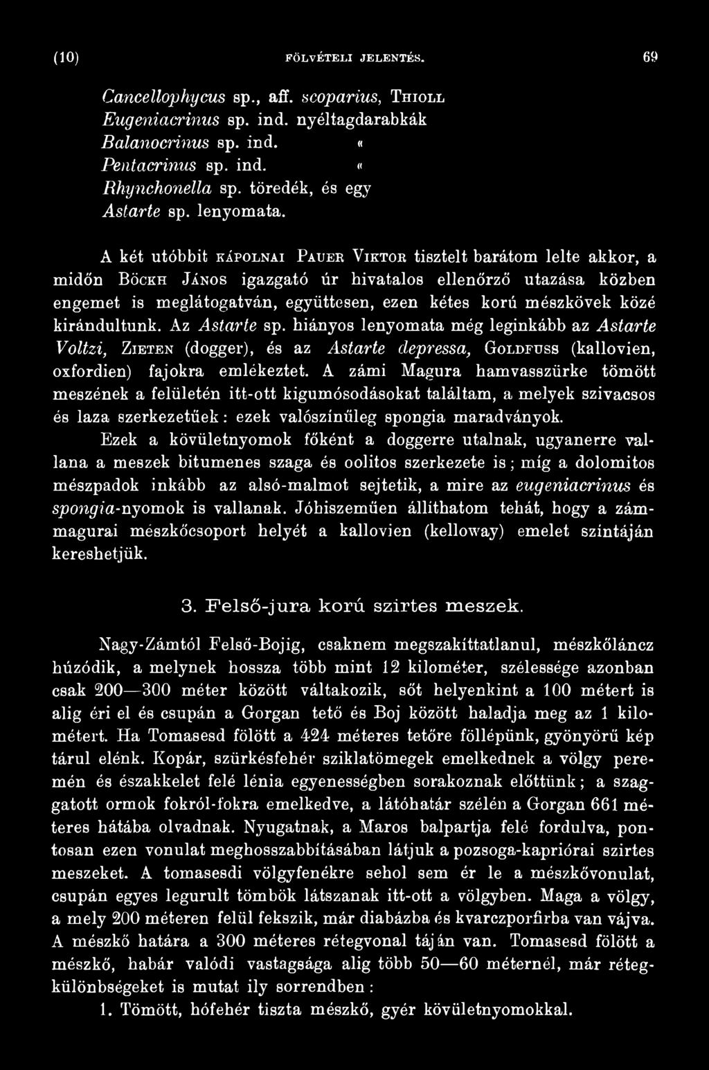 A zárni Magúra hamvasszürke tömött meszének a felületén itt-ott kigumósodásokat találtam, a melyek szivacsos és laza szerkezetűek: ezek valószínűleg spongia maradványok.