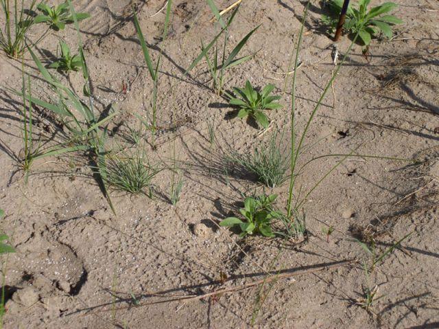 borysthenica Alyssum tortuosum, Centaurea arenaria,