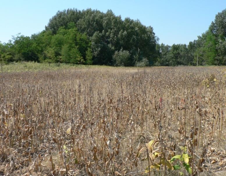 vetés Módszer: Herbicid kezelés